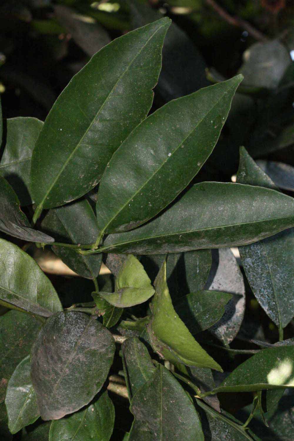              Shade leaves (Riverside, CA)       
